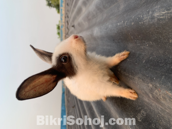 Rabbit